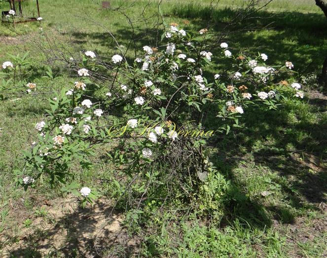  Plant